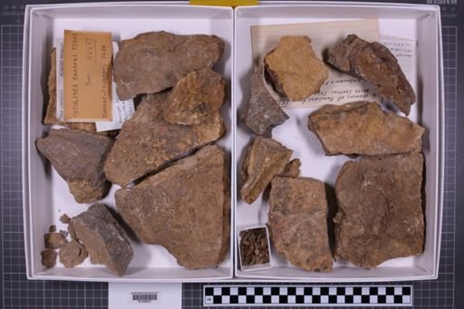 mixed taxa, stratigraphic collection