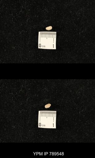undet. Bryozoa