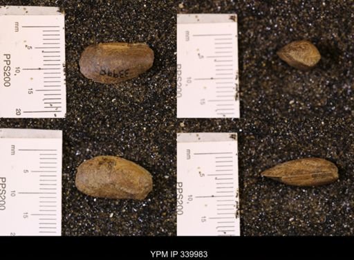 Modiolus sp.