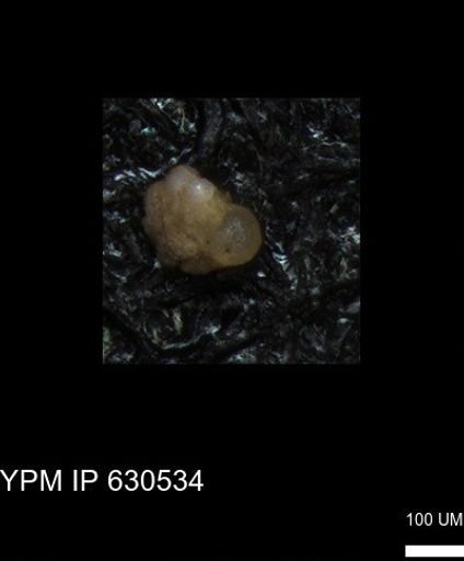 undet. Foraminiferida