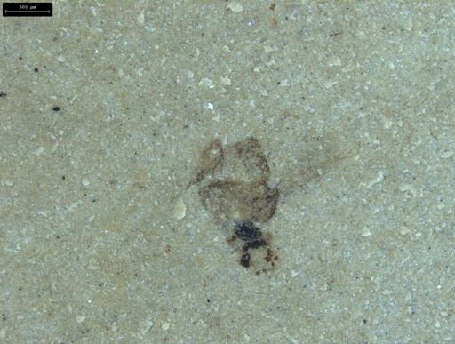 undet. Insecta
