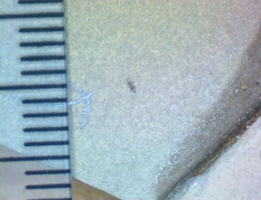 undet. Hexapoda