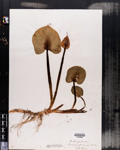 Calla palustris