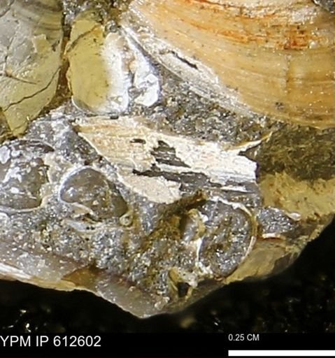 undet. Bivalvia