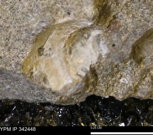 undet. Mollusca