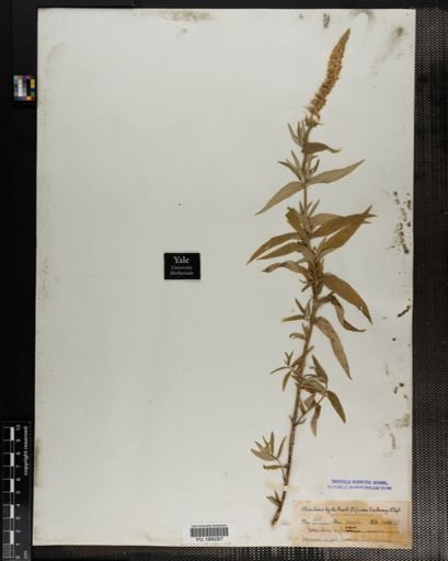 Plantae