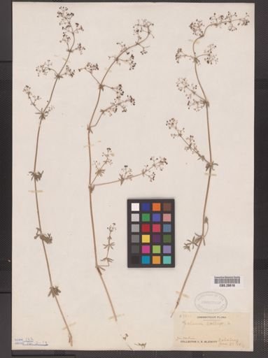 Galium mollugo