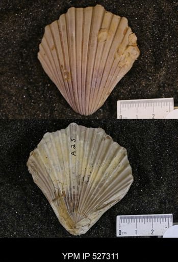 Pecten texana