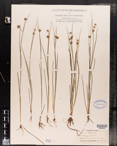 Juncus nodosus