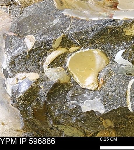 undet. Bivalvia
