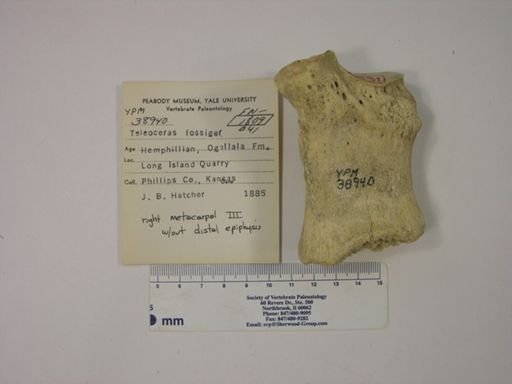Teleoceras fossiger