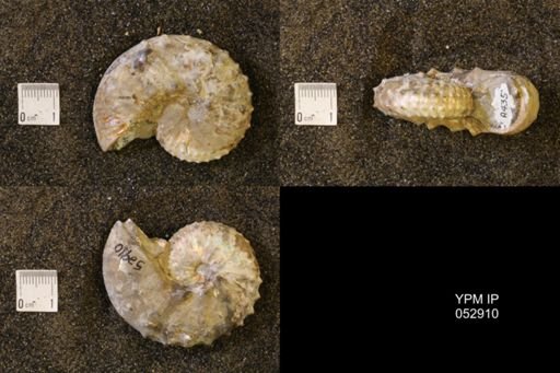 Discoscaphites gulosus