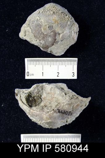 undet. Meristelloidea