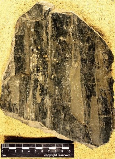 Calamites cistii