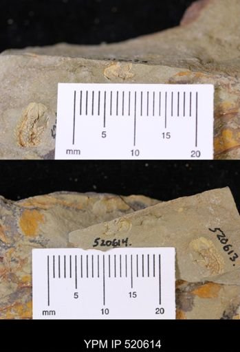 Chauvelicystis sp.