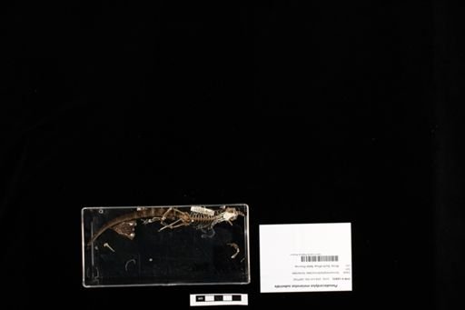 Pseudocordylus subviridis