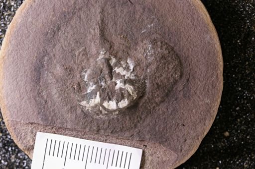 Euproops danae