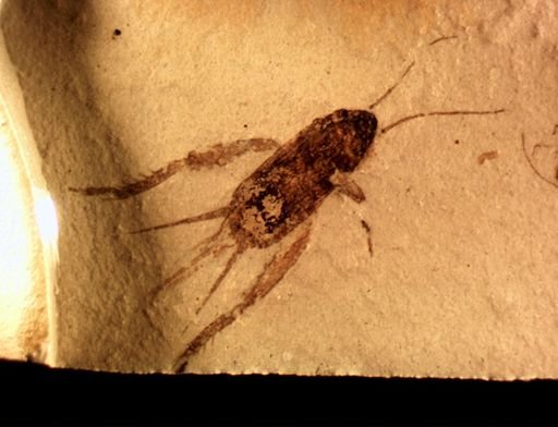 Gryllidae