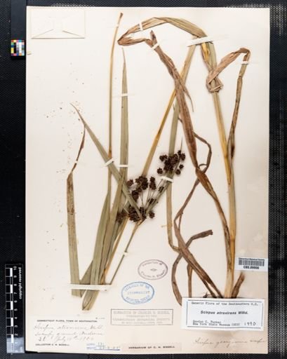 Scirpus atrovirens