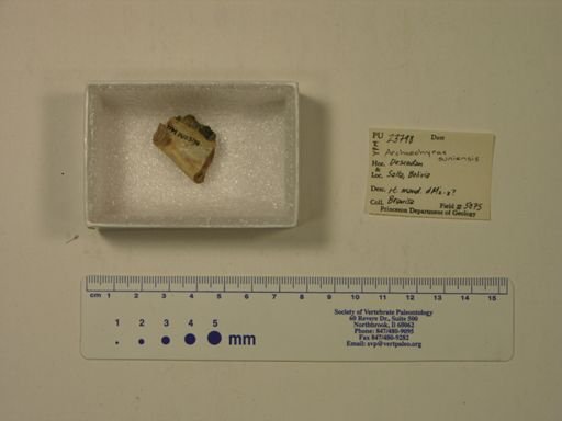 Archaeohyrax suniensis