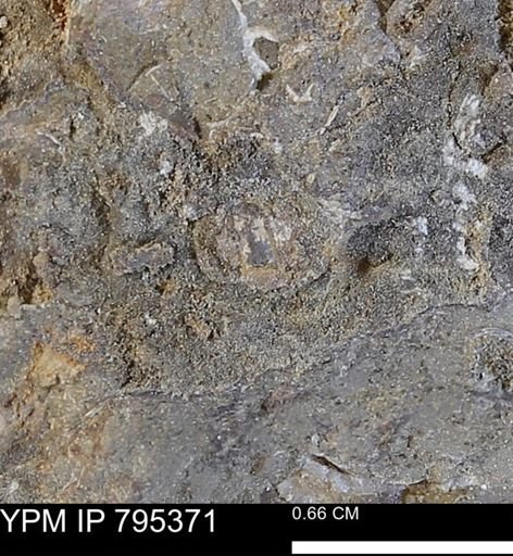 undet. Mollusca