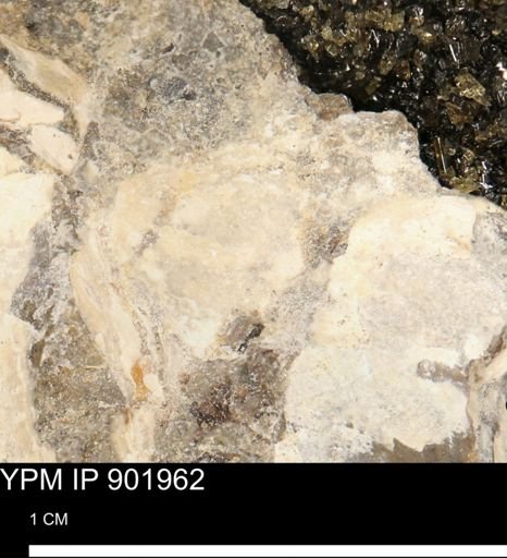 undet. Mollusca