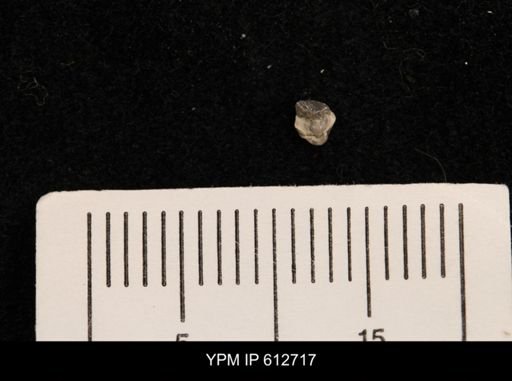 Protocardia sp.