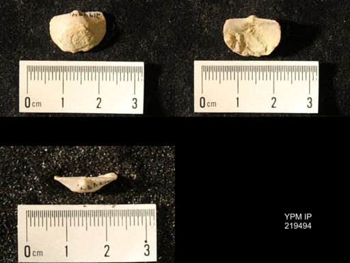 Chonetes granulifer