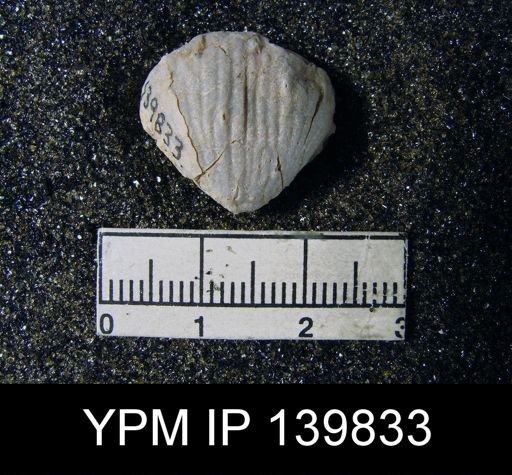 Productus (Paramarginifera) tumidus
