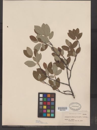 Amelanchier canadensis