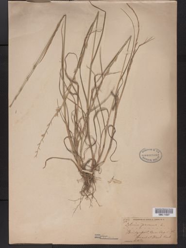 Lolium perenne