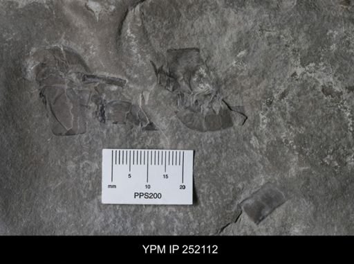 Eurypterus sp.