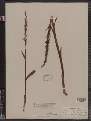 Habenaria hyperborea