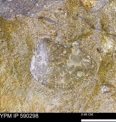 undet. Bivalvia