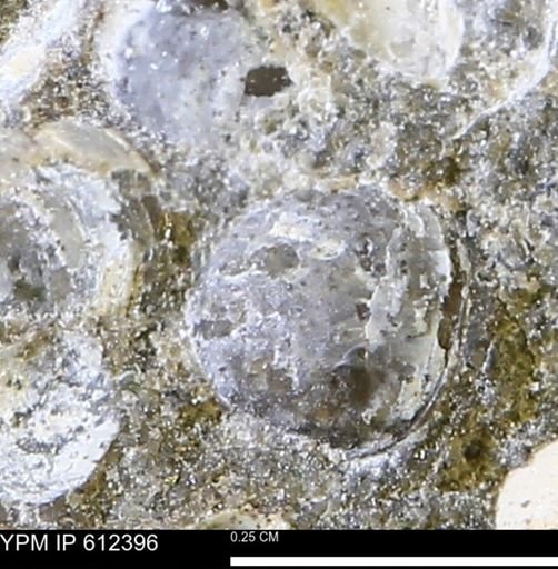 Protocardia subquadrata