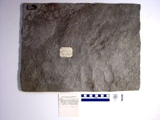 Anchisauripus hitchcocki