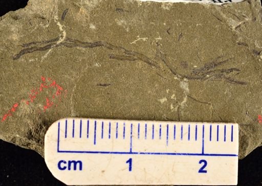 Hostinella sp.