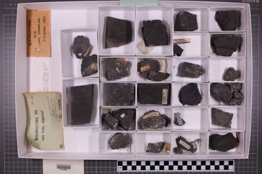 mixed taxa, stratigraphic collection
