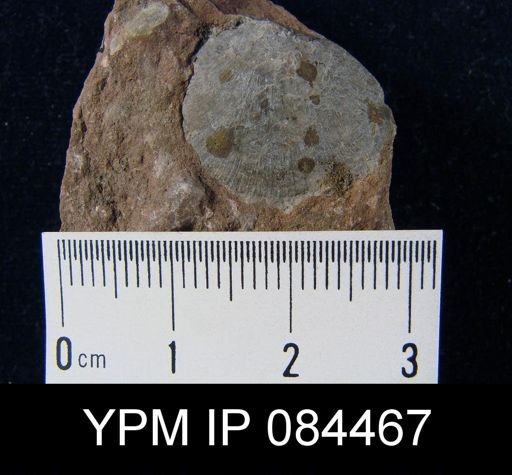 Rhipidomella hybrida
