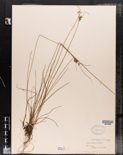 Juncus dudleyi