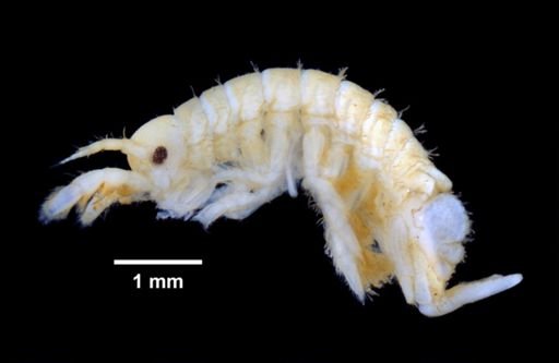 Chelura terebrans