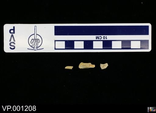 Graculavus anceps