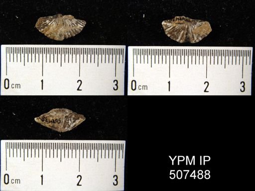 Spirifer varicosa