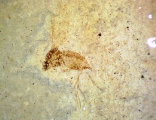 undet. Diptera