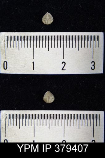 Camarotoechia neglecta
