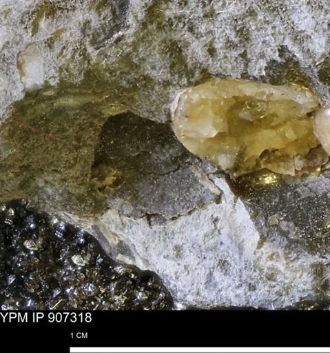 undet. Mollusca