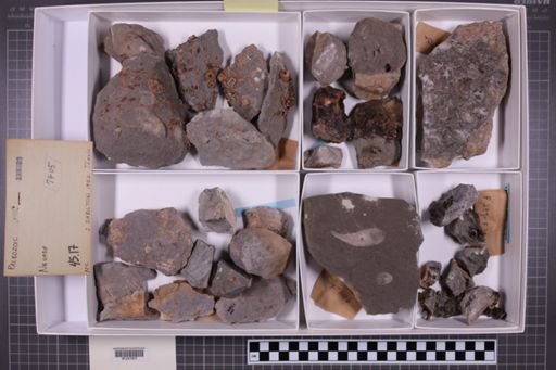 mixed taxa, stratigraphic collection