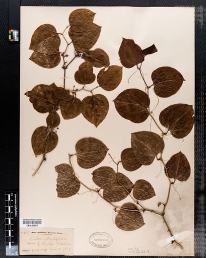 Smilax rotundifolia