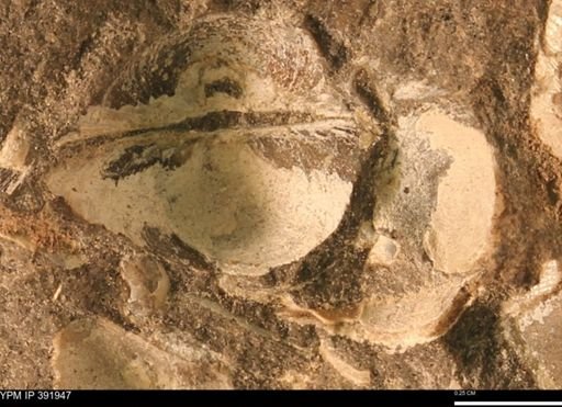 Protocardia sp.