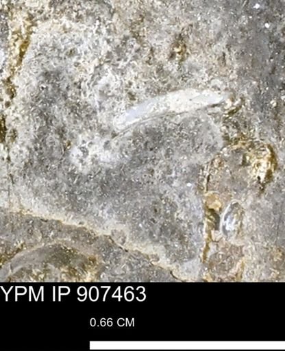 undet. Mollusca